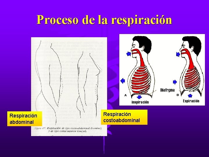 Proceso de la respiración Respiración abdominal Respiración costoabdominal Proceso de la respiración Respiración abdominal Respiración costoabdominal