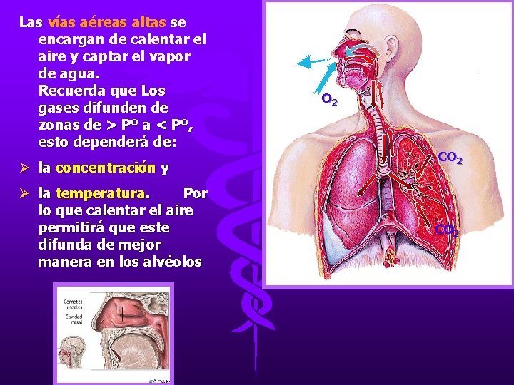 Las vías aéreas altas se encargan de calentar el aire y captar el vapor Las vías aéreas altas se encargan de calentar el aire y captar el vapor