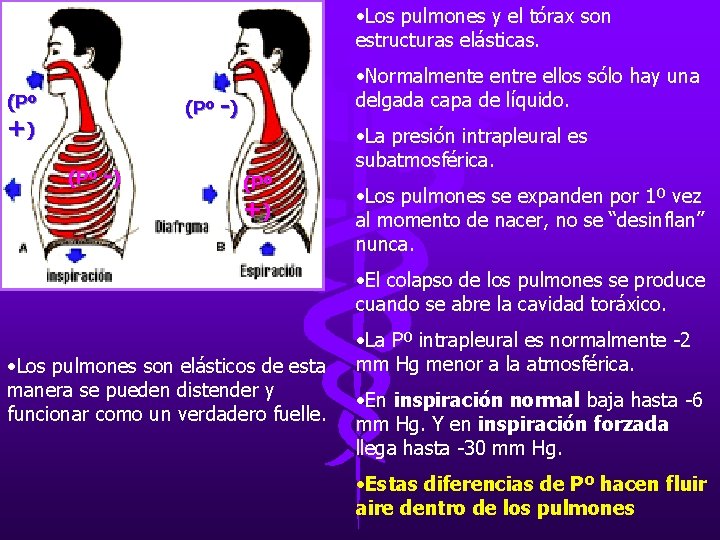 • Los pulmones y el tórax son estructuras elásticas. • Normalmente entre ellos • Los pulmones y el tórax son estructuras elásticas. • Normalmente entre ellos