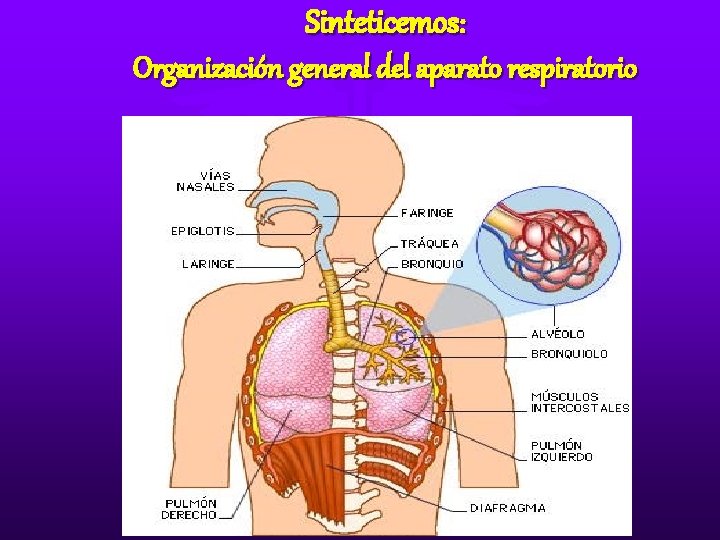 Sinteticemos: Organización general del aparato respiratorio Sinteticemos: Organización general del aparato respiratorio