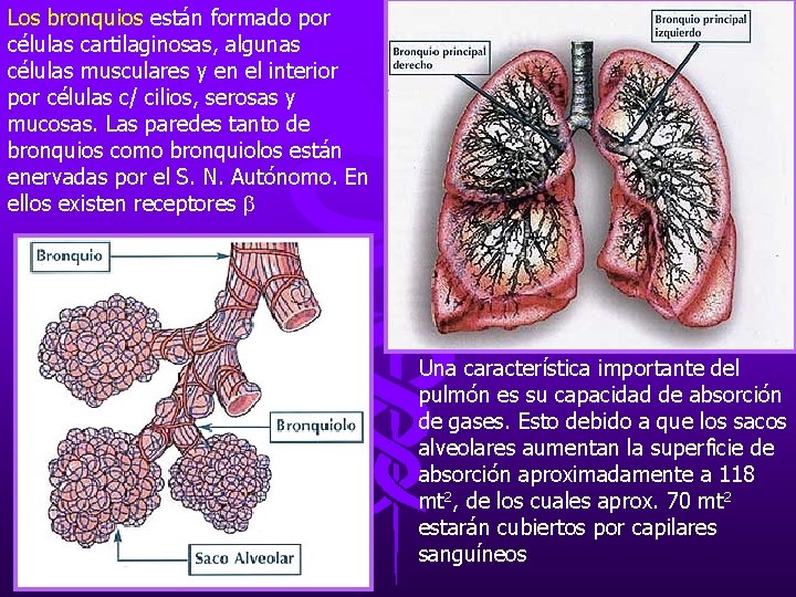 Los bronquios están formado por células cartilaginosas, algunas células musculares y en el interior Los bronquios están formado por células cartilaginosas, algunas células musculares y en el interior