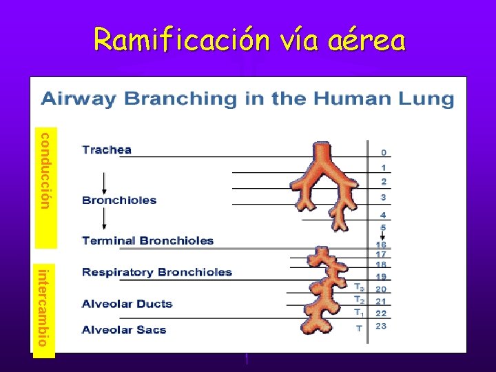 Ramificación vía aérea conducción intercambio Ramificación vía aérea conducción intercambio