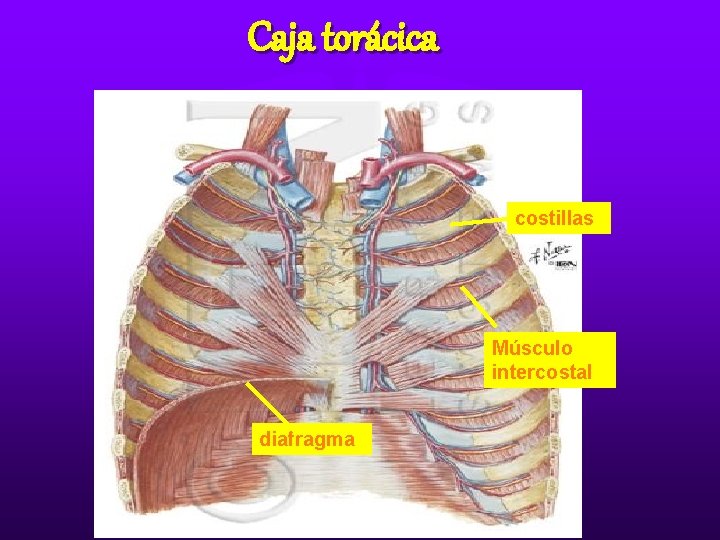 Caja torácica costillas Músculo intercostal diafragma Caja torácica costillas Músculo intercostal diafragma