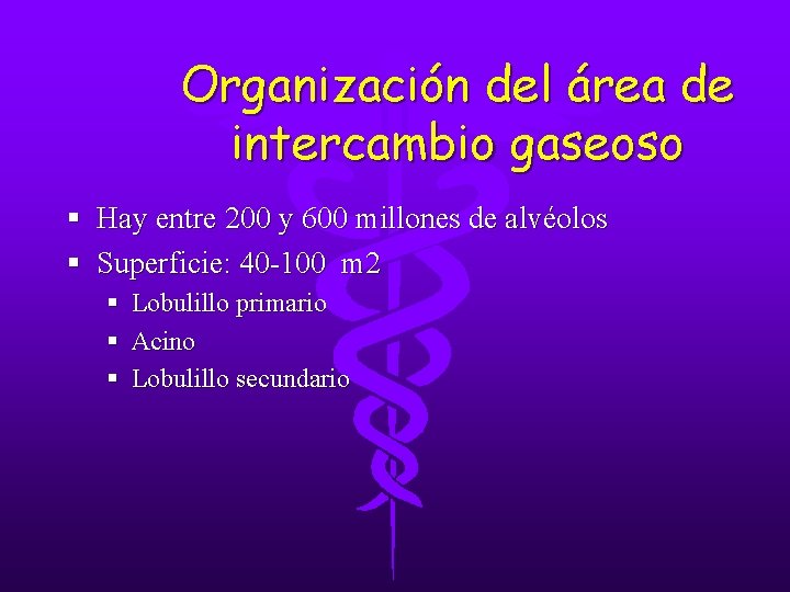 Organización del área de intercambio gaseoso § Hay entre 200 y 600 millones de Organización del área de intercambio gaseoso § Hay entre 200 y 600 millones de