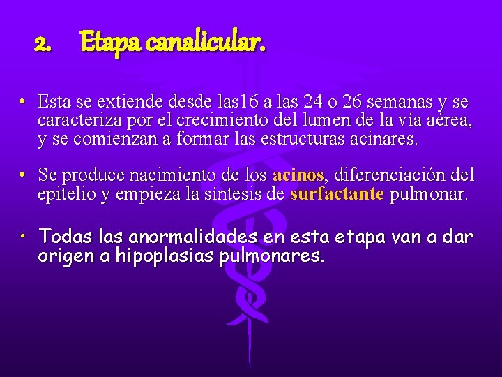 2. Etapa canalicular. • Esta se extiende desde las 16 a las 24 o 2. Etapa canalicular. • Esta se extiende desde las 16 a las 24 o