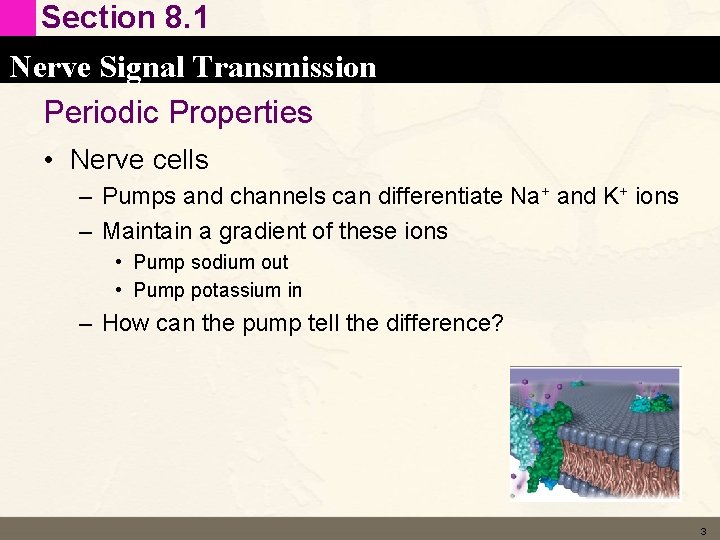 Section 8. 1 Nerve Signal Transmission Periodic Properties • Nerve cells – Pumps and