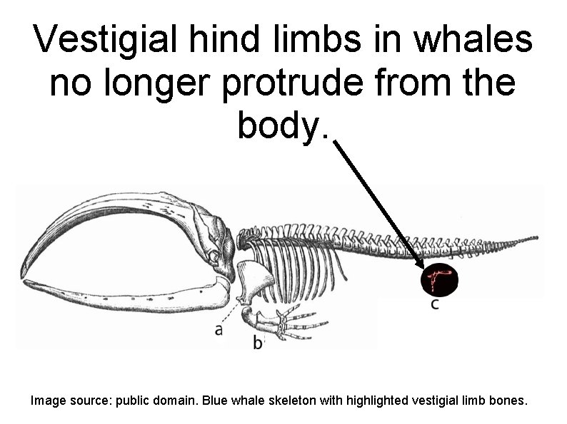 Vestigial hind limbs in whales no longer protrude from the body. Image source: public Vestigial hind limbs in whales no longer protrude from the body. Image source: public