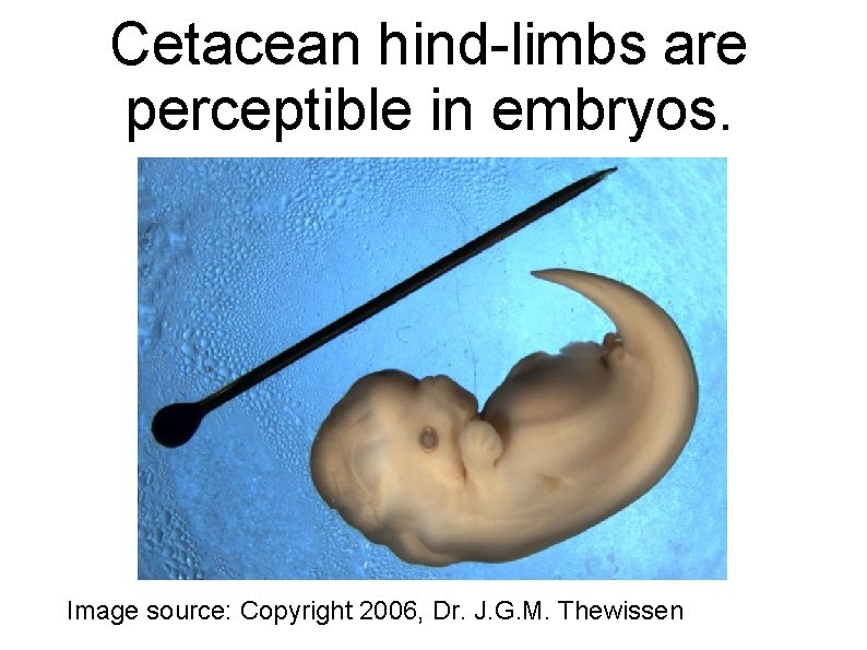 Cetacean hind-limbs are perceptible in embryos. Image source: Copyright 2006, Dr. J. G. M.