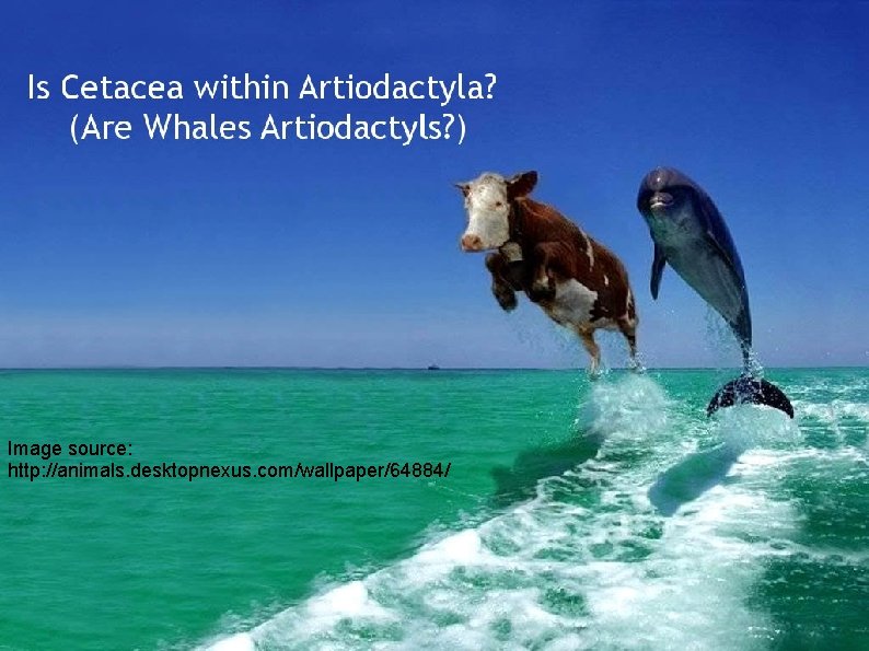 Image source: http: //animals. desktopnexus. com/wallpaper/64884/ Image source: http: //animals. desktopnexus. com/wallpaper/64884/