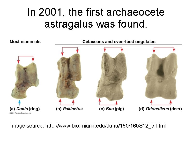 In 2001, the first archaeocete astragalus was found. Image source: http: //www. bio. miami.
