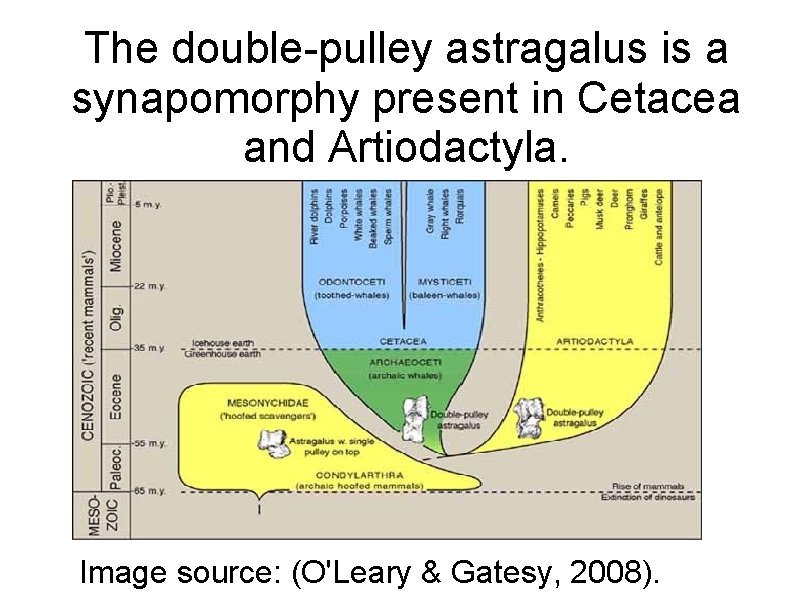 The double-pulley astragalus is a synapomorphy present in Cetacea and Artiodactyla. Image source: (O'Leary