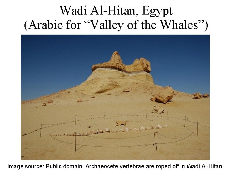 Wadi Al-Hitan, Egypt (Arabic for “Valley of the Whales”) Image source: Public domain. Archaeocete
