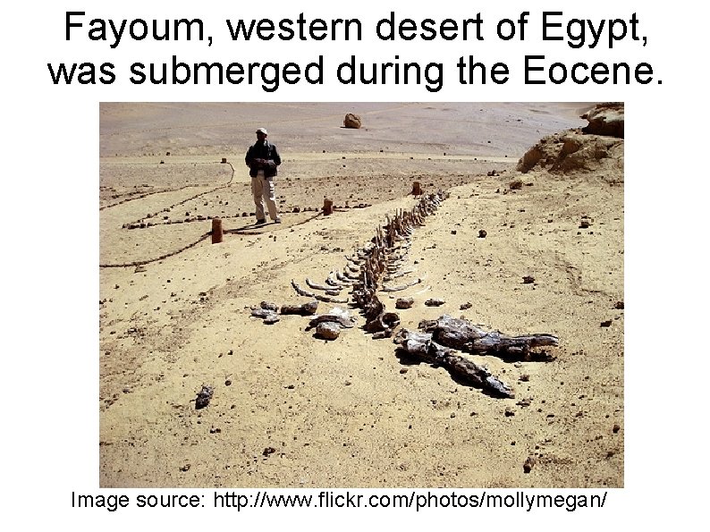 Fayoum, western desert of Egypt, was submerged during the Eocene. Image source: http: //www.
