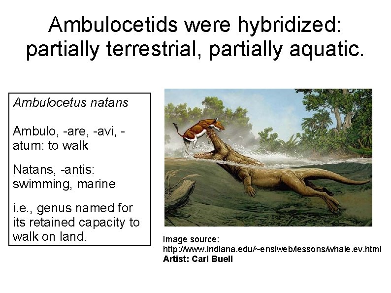 Ambulocetids were hybridized: partially terrestrial, partially aquatic. Ambulocetus natans Ambulo, -are, -avi, atum: to