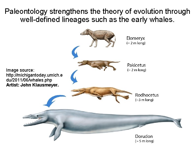 Paleontology strengthens theory of evolution through well-defined lineages such as the early whales. Image