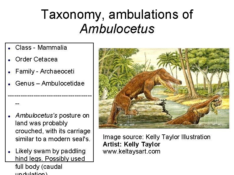 Taxonomy, ambulations of Ambulocetus Class - Mammalia Order Cetacea Family - Archaeoceti Genus –