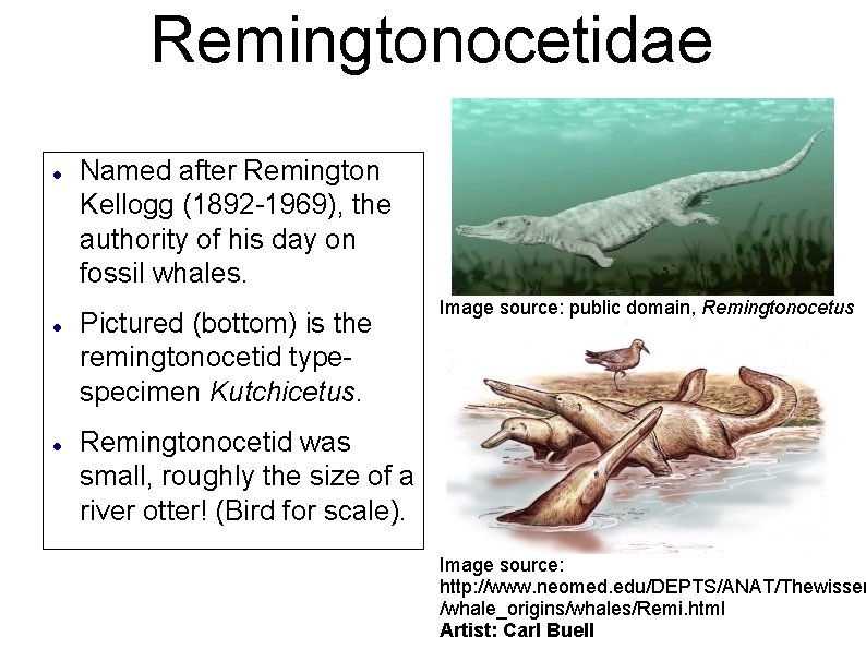 Remingtonocetidae Named after Remington Kellogg (1892 -1969), the authority of his day on fossil