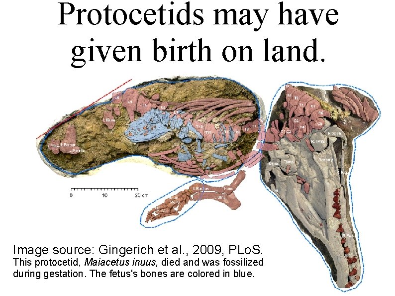 Protocetids may have given birth on land. Image source: Gingerich et al. , 2009, Protocetids may have given birth on land. Image source: Gingerich et al. , 2009,