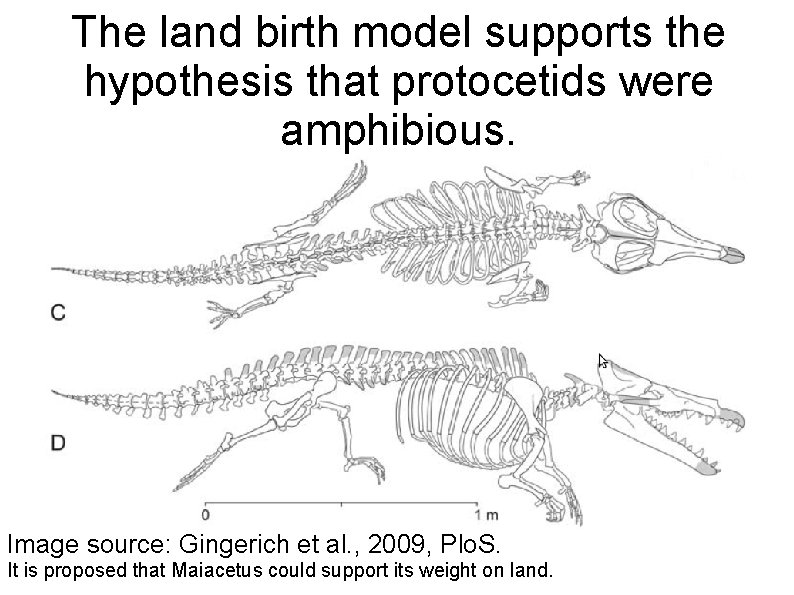 The land birth model supports the hypothesis that protocetids were amphibious. Image source: Gingerich The land birth model supports the hypothesis that protocetids were amphibious. Image source: Gingerich
