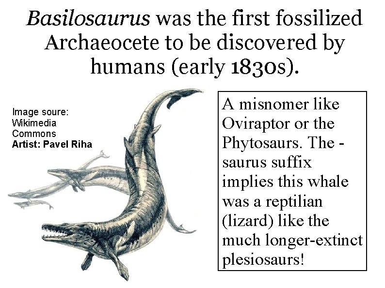 Basilosaurus was the first fossilized Archaeocete to be discovered by humans (early 1830 s). Basilosaurus was the first fossilized Archaeocete to be discovered by humans (early 1830 s).
