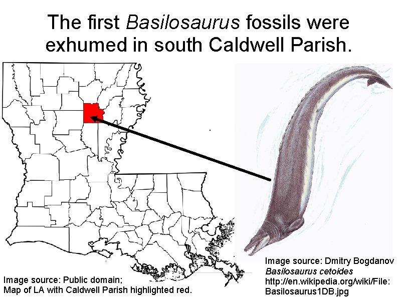 The first Basilosaurus fossils were exhumed in south Caldwell Parish. . Image source: Public