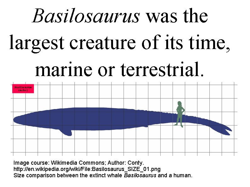 Basilosaurus was the largest creature of its time, marine or terrestrial. Image course: Wikimedia