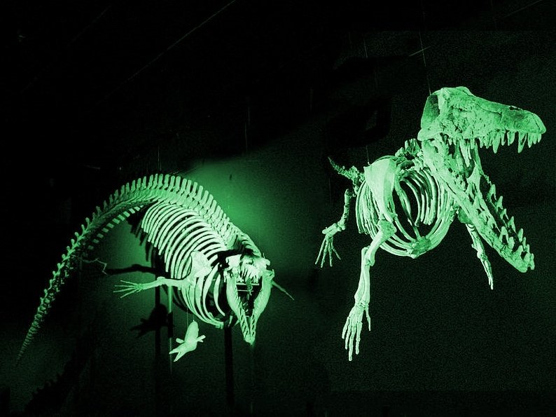 contrasted with the primordial Ambulocetus skeletons. The long-bodied archaeocete with negligible hind legs, contrasted with the primordial Ambulocetus skeletons. The long-bodied archaeocete with negligible hind legs,