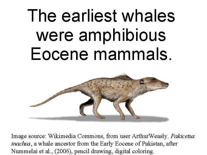The earliest whales were amphibious Eocene mammals. Image source: Wikimedia Commons, from user Arthur.
