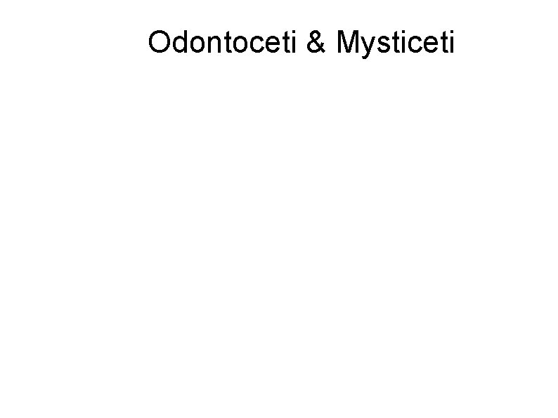 Odontoceti & Mysticeti 