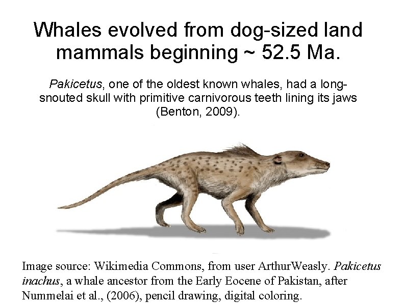 Whales evolved from dog-sized land mammals beginning ~ 52. 5 Ma. Pakicetus, one of