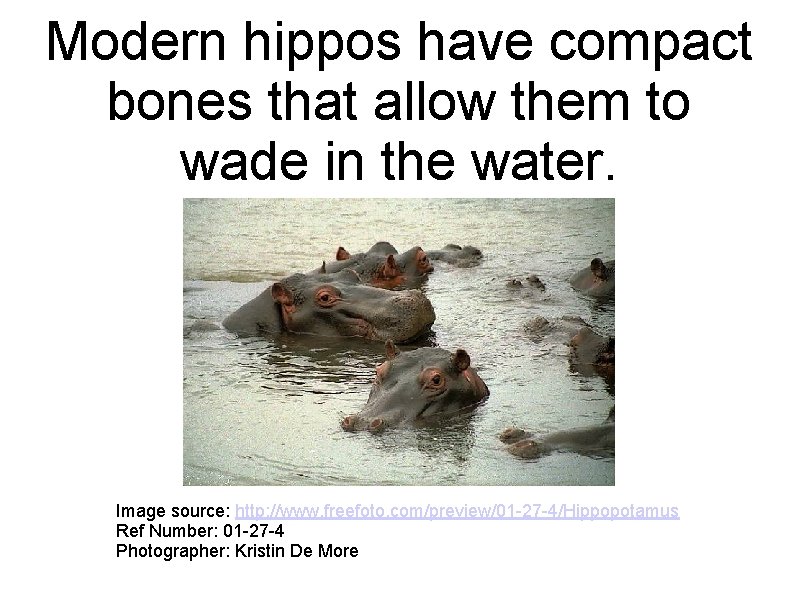 Modern hippos have compact bones that allow them to wade in the water. Image