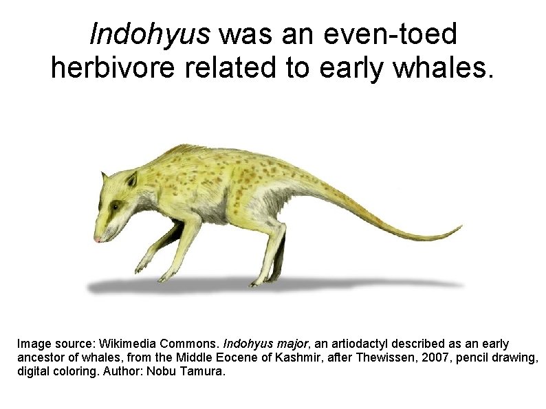 Indohyus was an even-toed herbivore related to early whales. Image source: Wikimedia Commons. Indohyus Indohyus was an even-toed herbivore related to early whales. Image source: Wikimedia Commons. Indohyus