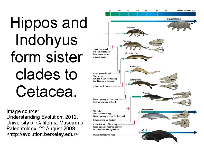 Hippos and Indohyus form sister clades to Cetacea. Image source: Understanding Evolution. 2012. Hippos and Indohyus form sister clades to Cetacea. Image source: Understanding Evolution. 2012.