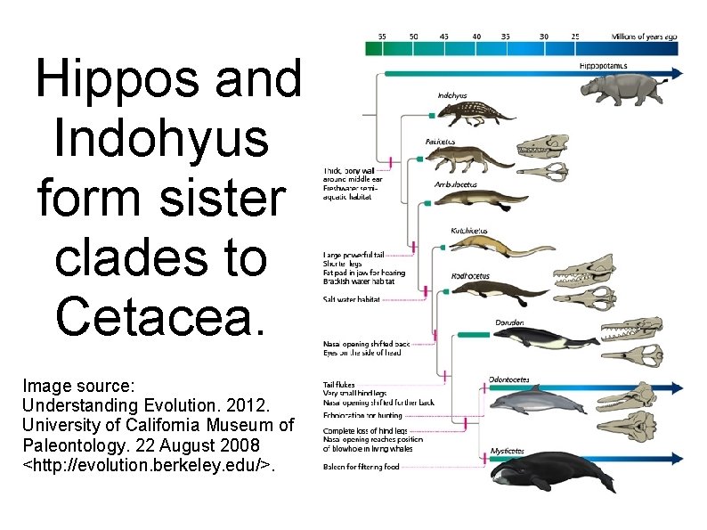  Hippos and Indohyus form sister clades to Cetacea. Image source: Understanding Evolution. 2012.