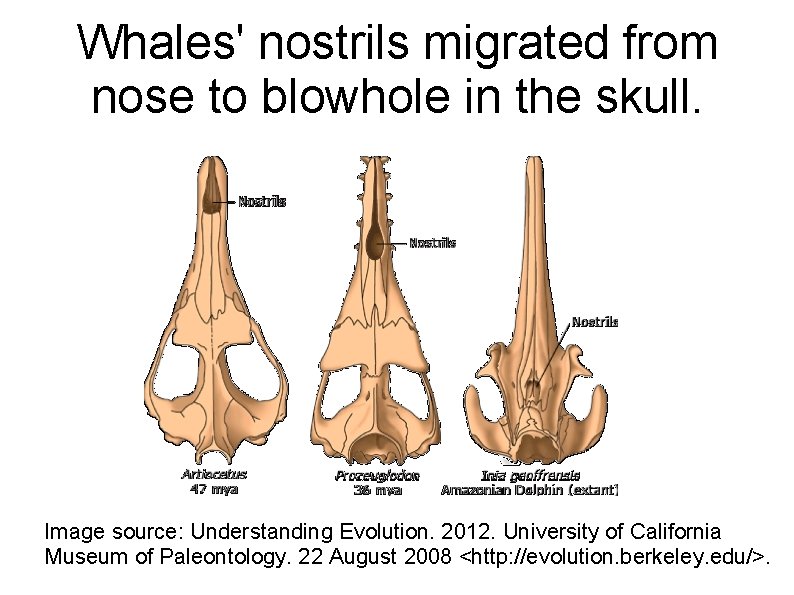 Whales' nostrils migrated from nose to blowhole in the skull. Image source: Understanding Evolution. Whales' nostrils migrated from nose to blowhole in the skull. Image source: Understanding Evolution.