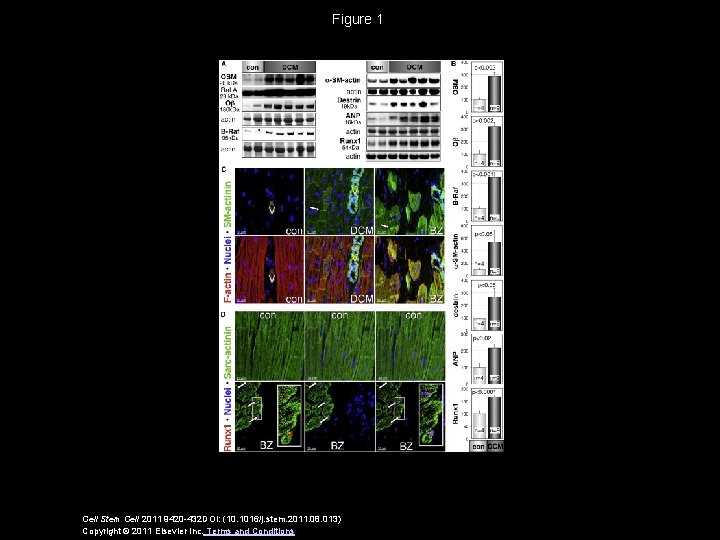 Figure 1 Cell Stem Cell 2011 9420 -432 DOI: (10. 1016/j. stem. 2011. 08.