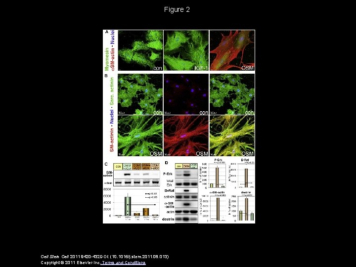 Figure 2 Cell Stem Cell 2011 9420 -432 DOI: (10. 1016/j. stem. 2011. 08.