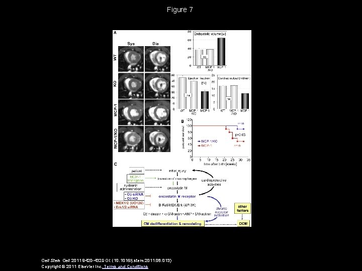 Figure 7 Cell Stem Cell 2011 9420 -432 DOI: (10. 1016/j. stem. 2011. 08.