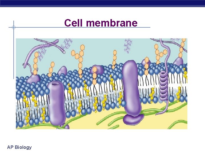 Cell membrane AP Biology 