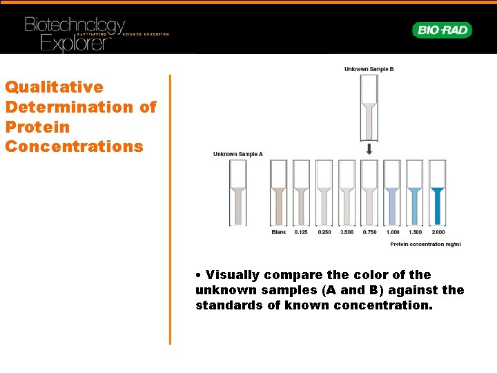 Qualitative Determination of Protein Concentrations • Visually compare the color of the unknown samples