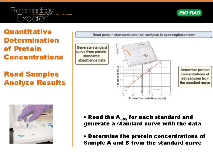 Quantitative Determination of Protein Concentrations Read Samples Analyze Results • Read the A 595