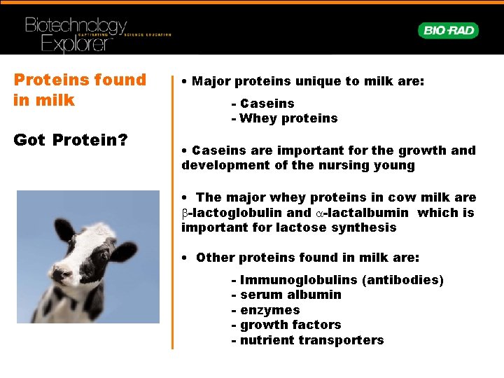 Proteins found in milk Got Protein? • Major proteins unique to milk are: -