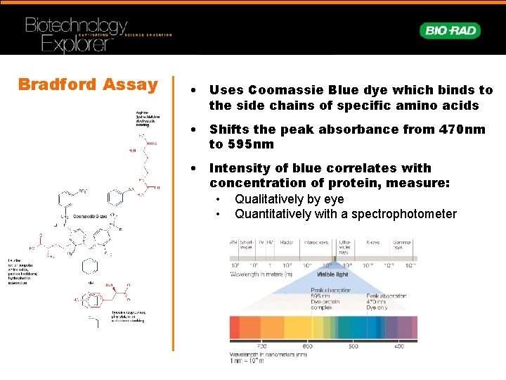 Bradford Assay • Uses Coomassie Blue dye which binds to the side chains of