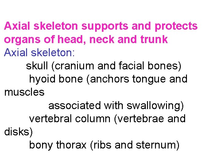 Axial skeleton supports and protects organs of head, neck and trunk Axial skeleton: skull