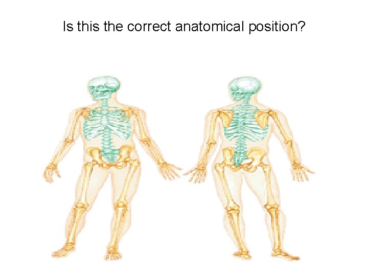 Is this the correct anatomical position? 