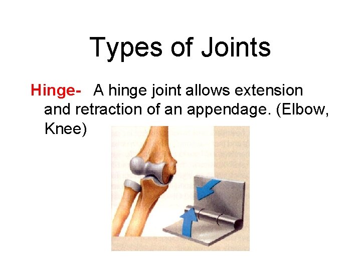 Types of Joints Hinge-  A hinge joint allows extension and retraction of an appendage.