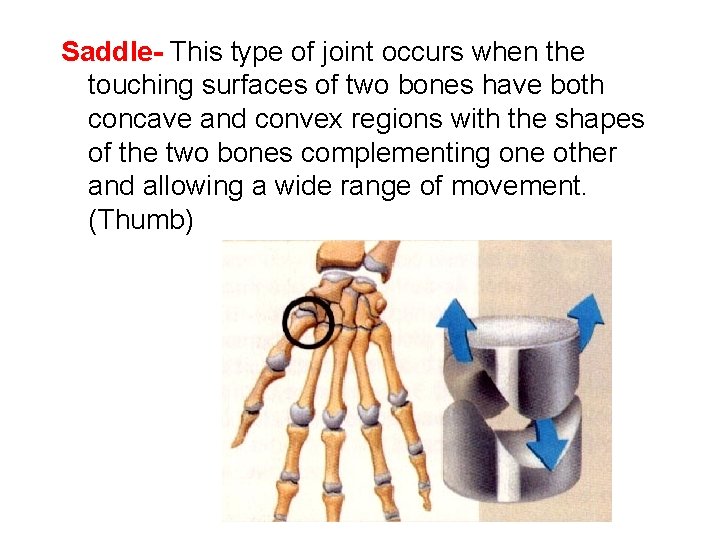 Saddle- This type of joint occurs when the touching surfaces of two bones have