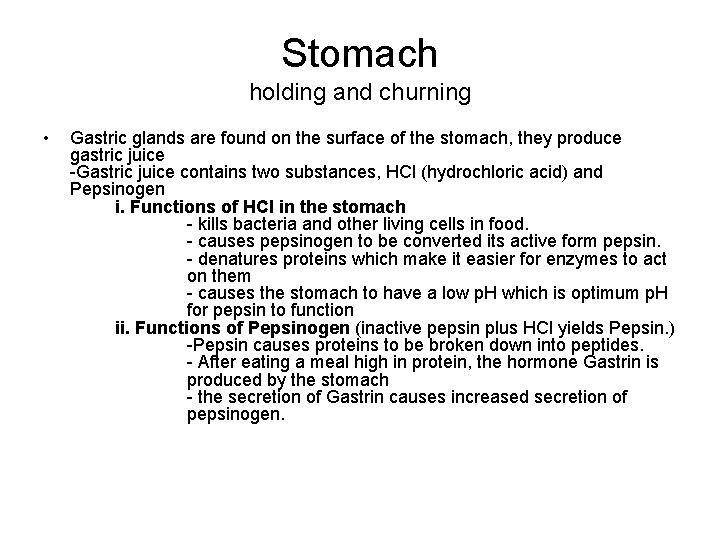 Stomach holding and churning • Gastric glands are found on the surface of the