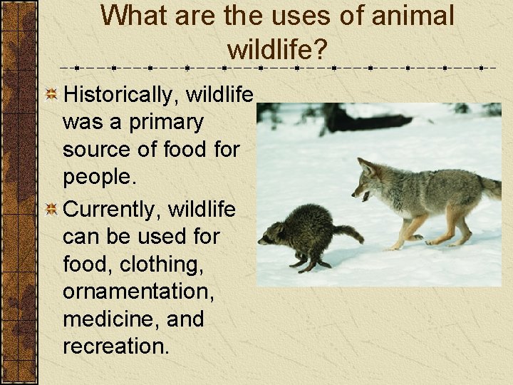 What are the uses of animal wildlife? Historically, wildlife was a primary source of