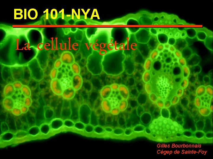 BIO 101 -NYA La cellule végétale Gilles Bourbonnais Cégep de Sainte-Foy 